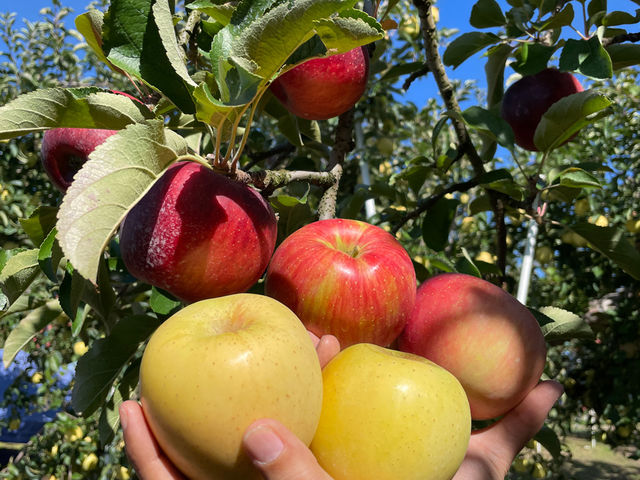 �Ȃ�ׂĂ��킢���I_�Ė{�_��