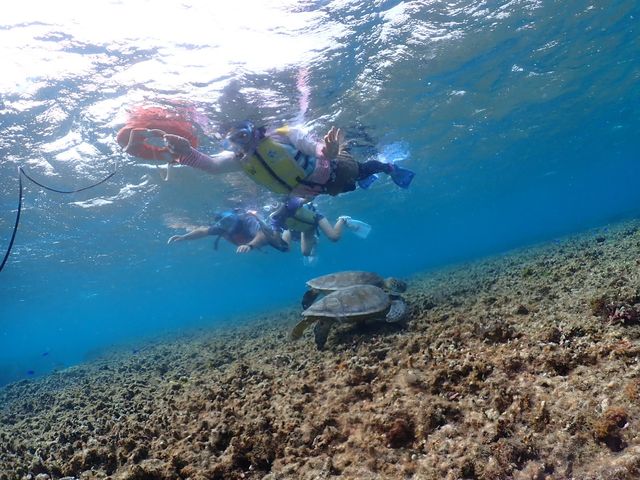 �E�~�K������2�C�Ɖ�܂���_�V���m�[�P���c�A�[�@��`��