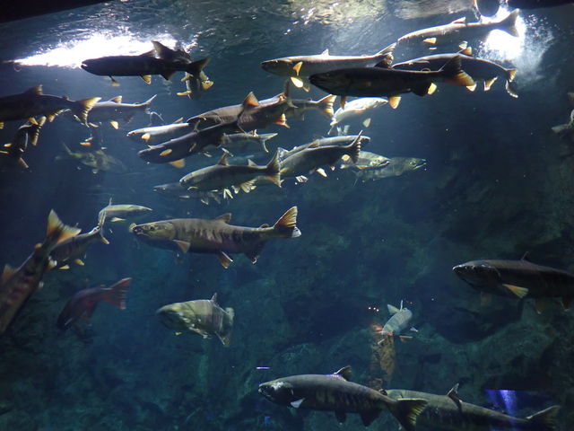 �T�P�̂ӂ邳�Ɛ�ΐ�����