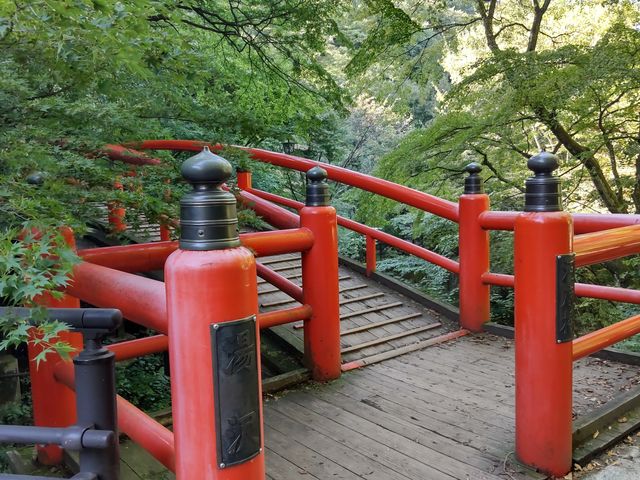 ���R�Ɉ͂܂ꂽ�͎����B�؁X�̗΂Ƌ��̐Ԃ̑g�ݍ��킹���Y��ł��B_�͎���