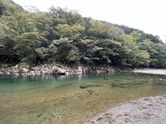 CANAelephant treeւ̓eʐ^1