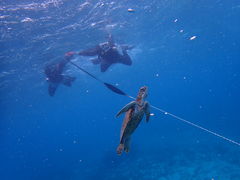 Ђς̋{ÂςcA[Yւ̓eʐ^1