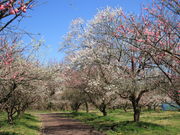 CCꃉC_[̈s~ь̓eʐ^1