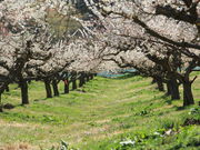 CCꃉC_[̈s~ь̓eʐ^2