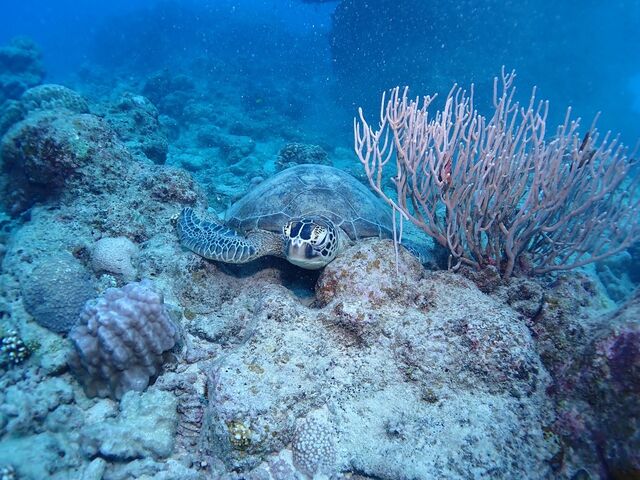 �B���Ă����������E�~�K���̎ʐ^_DIVING SHOP RYAAAN