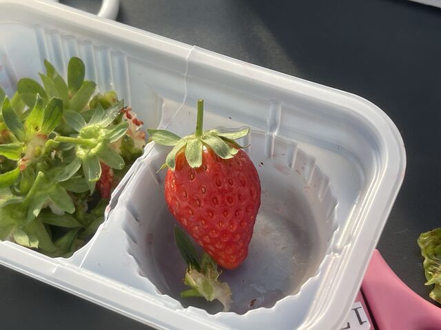 甘くて美味しい!_ロックファーム京都(あざといちごハウス)