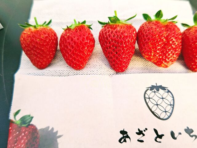 猋ADAʁA؁A_bNt@[s(ƂnEX)