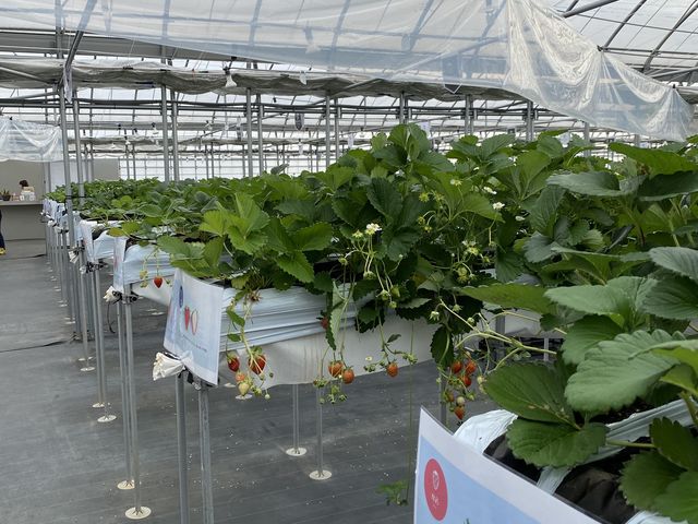 たくさんの品種が並んでいました_ロックファーム京都(あざといちごハウス)