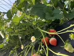 ݁[񂳂̎̐Xւ̓eʐ^1