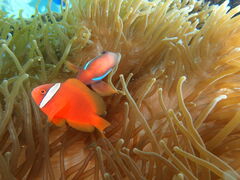 Nuheat̐̓A@Dive@ւ̓eʐ^1