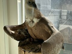 ̂ӂꂠJtF ӂ肱Ƃւ̓eʐ^1