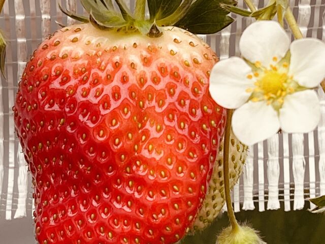 �嗱�̂������́A�_���łȂ���ΐH�ׂ��܂���B_�����t�@�[��