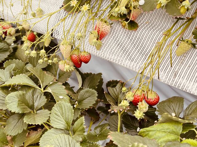 ���i���H�ה�ׂł��܂��B_�����t�@�[��