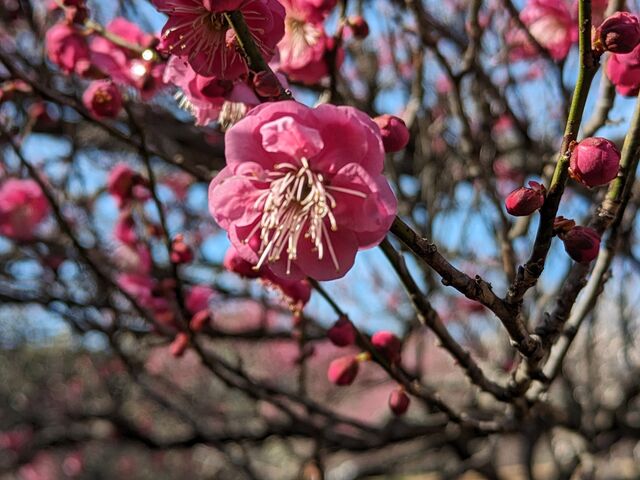 �g�~_���R�Βn�����̔~