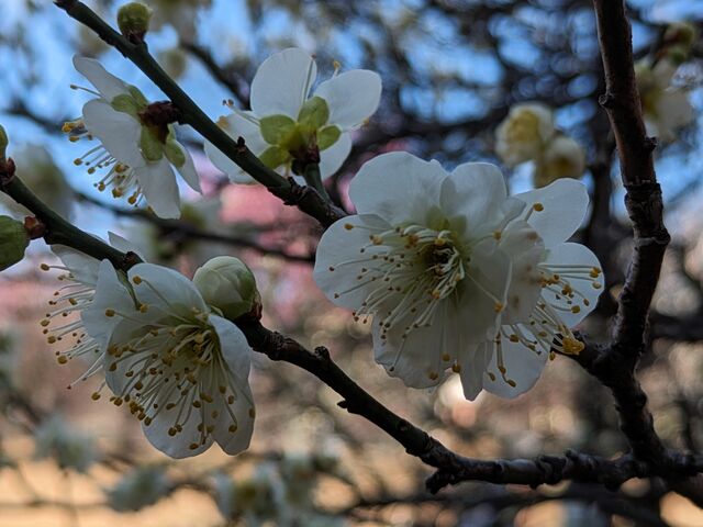 ���~_���R�Βn�����̔~