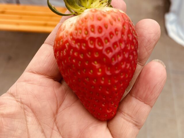 �傫�ȗ��I_�����t�@�[��