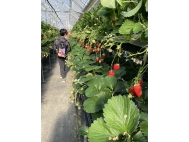 ���N���V�i��̒I�������Ă��܂���B_�G�ߑ̌��_��@�Ԃ̊C