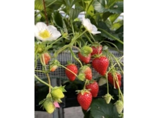 �w�^�������Ă��āA���͑傫�����̂��������������ł��B_�G�ߑ̌��_��@�Ԃ̊C