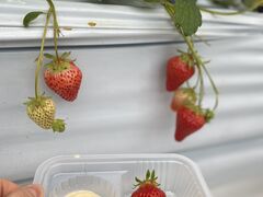 񂽂̃TS^jqւ̓eʐ^1