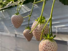 ܂񂳂̃hSt@[ւ̓eʐ^1