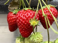 RIE̓cڂ̒̂ւ̓eʐ^1