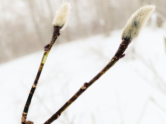 ���낢��ȐA��������܂���_���������å���֒�J�k�[&�X�m�[�V���[�̌� �i�`�������r�Y �A�N�e�B�r�e�B�X�e�[�V����