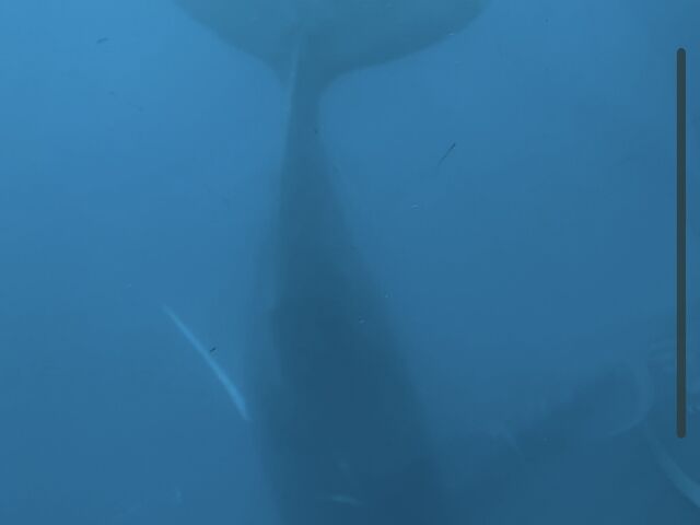 �����ŋt������ԂɃN�W��_�}�����ό��J��