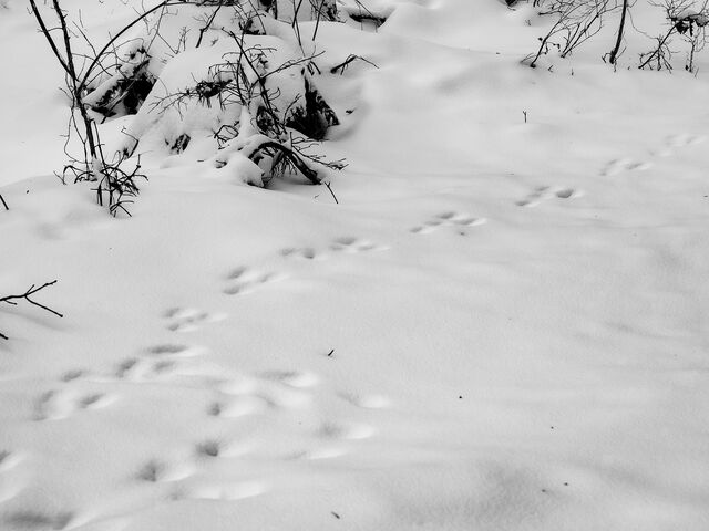 �����̑��Ղ�_���������å���֒�J�k�[&�X�m�[�V���[�̌� �i�`�������r�Y �A�N�e�B�r�e�B�X�e�[�V����