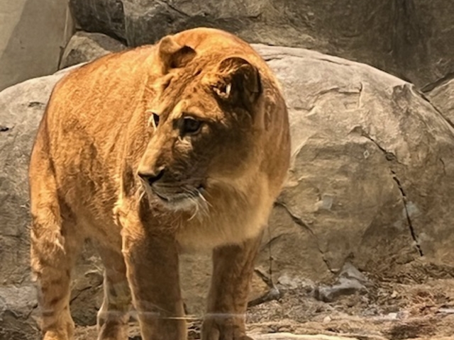 ���C�I��_�~�R������