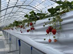 ΂񂳂strawberry farm ܂ƍH[ւ̓eʐ^1