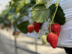 ACL`Ciel farm(VGt@[jւ̓eʐ^1