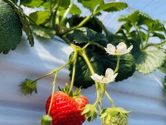 ˂񂳂Ciel farm(VGt@[jւ̓eʐ^1