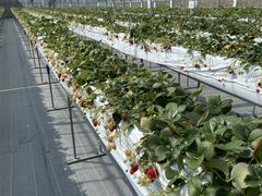 񂳂strawberry farm ܂ƍH[ւ̓eʐ^1