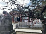 Ё[񂳂̕Bc_Ђ̓eʐ^4