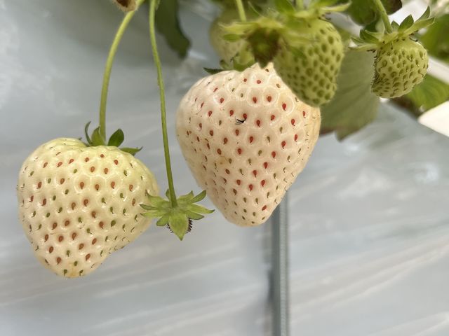 �������������I_�t�@�[������� �É͓X