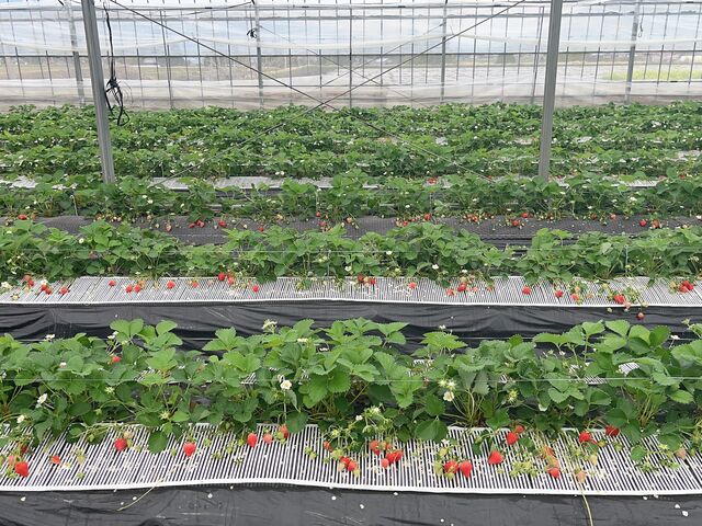 �傫���ĊÂ��̂��������񂠂�܂���_����ƌ������I�Ƃ��Ă����̃C�`�S���H