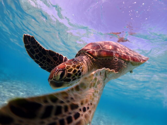 ���C�ɓ���̈ꖇ_Lilo Miyakojima