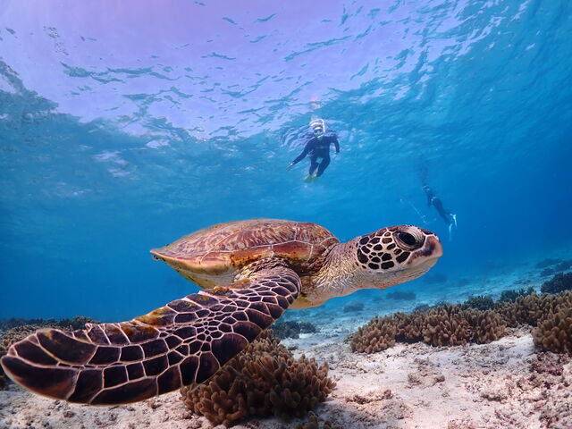 ���̎ʐ^�����A�����ƃE�~�K���Ƌ߂��Ŏʂ����ʐ^���������񂢂������܂����I_Lilo Miyakojima