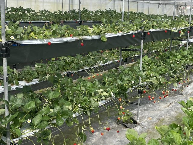 �ǂ������Ă��^���ԂȃC�`�S�������ς�_�Ȃ肽�_��