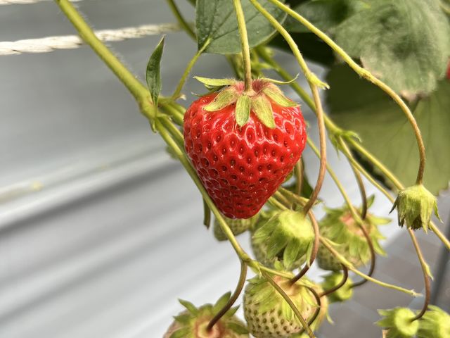 �C�`�S�A�Â��Ĕ������������ł��I_SHINJO FARM