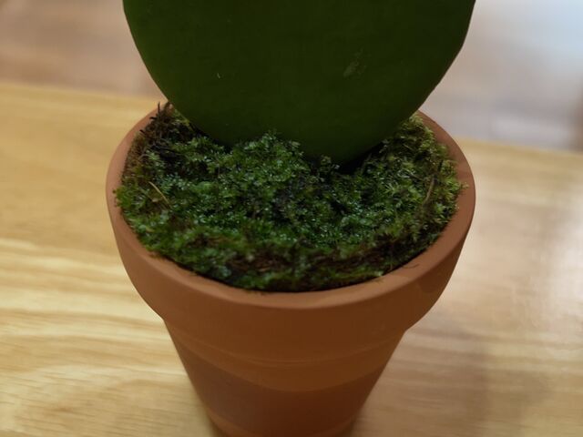 ���T�Œ��������̂𔫂ɓ���܂����B�����ł��I_�E�L�E�L����������ό��_��