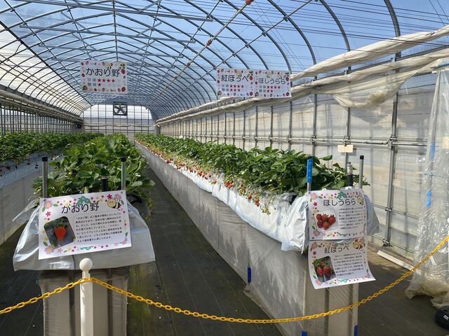 LCȃrj[nEXłBłB̓͂VCł炢łB_ӂt@[