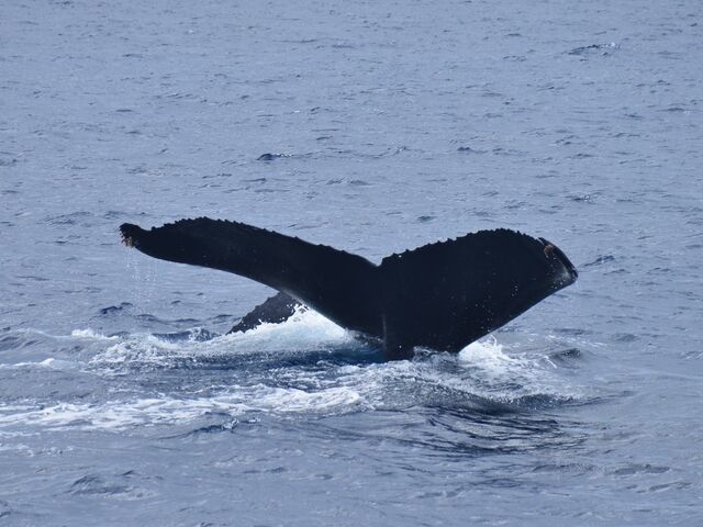 �e�N�W���̔��т�̌������Ɏq�N�W�����`���b�ƌ����܂�_South to South