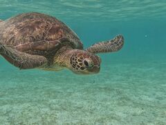 Ђ肳̃I[X[Vm[P{Óւ̓eʐ^1