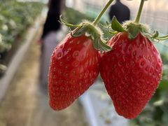 CV񂳂̂BOXւ̓eʐ^1