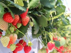 ɂ񂱂̃AOX^[XyVւ̓eʐ^4