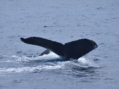 �W���p���t�W�T�N�������South to South�ւ̓��e�ʐ^1