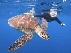 �ɂ�񂽂񂳂�̐Ί_���}�����T�[�r�X�߂̉��Ԃ��ւ̓��e�ʐ^1