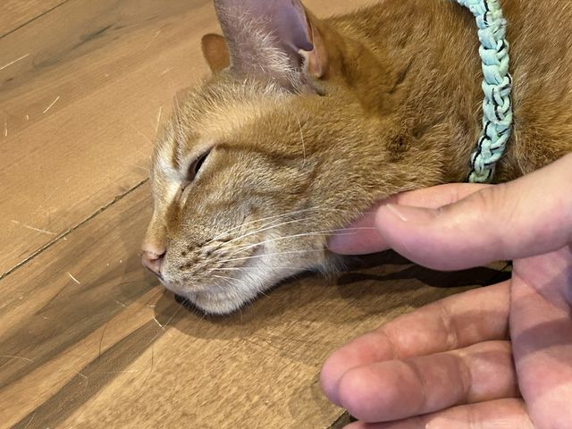 �ׂɂ��ăy�^�b�ƐQ�]��ŁA�G�点�Ă���܂����I_���났�Ö��Ɓ@�܂ߔL