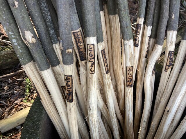 ��̂��钚�J�ȏo���h��_�Ռ�O�R